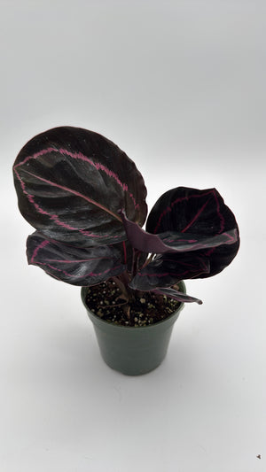 Calathea Dottie