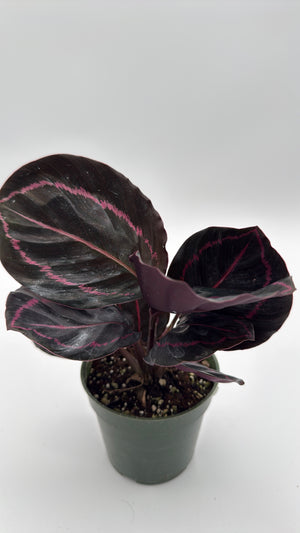 Calathea Dottie