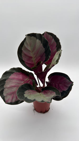 Calathea Roseopicta 'Pale Rosy'