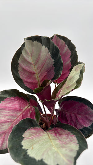 Calathea Roseopicta 'Pale Rosy'