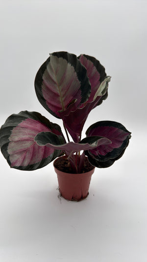Calathea Roseopicta 'Pale Rosy'