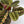 Maranta Red