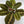 Maranta Red