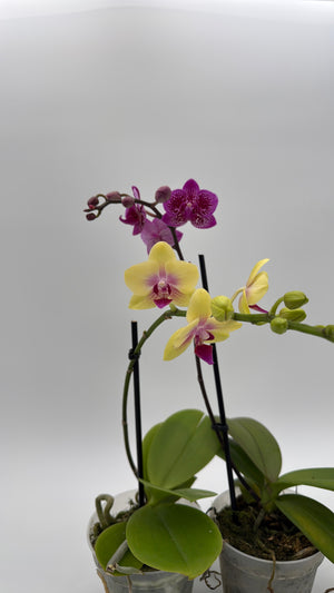 Mystery Blooming Orchid