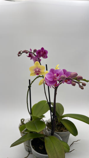 Mystery Blooming Orchid