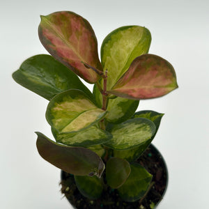 Hoya Austrailis Lisa