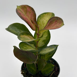 Hoya Austrailis Lisa