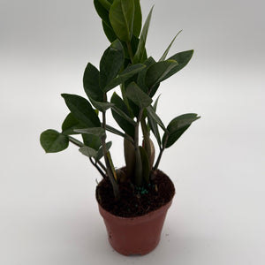 Zamioculcas (ZZ Plant)
