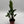 Zamioculcas (ZZ Plant)