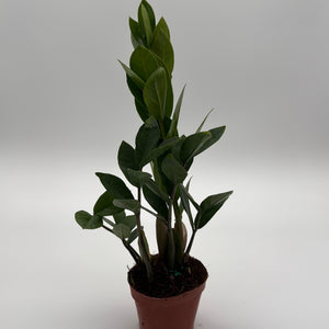 Zamioculcas (ZZ Plant)