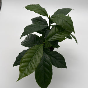 Coffee Plant Arabica