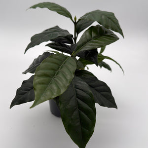 Coffee Plant Arabica