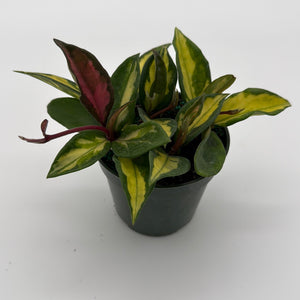 Hoya Krimson Princess