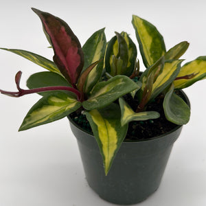 Hoya Krimson Princess