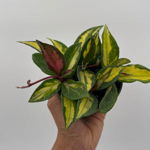 Hoya Krimson Princess