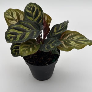 Calathea Makoyana