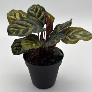 Calathea Makoyana