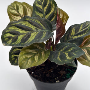Calathea Makoyana