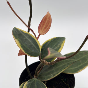 Variegated Tricolor Hoya Macrophylla