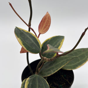 Variegated Tricolor Hoya Macrophylla