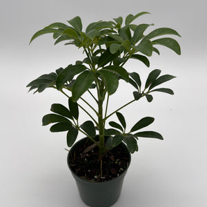 Umbrella Tree