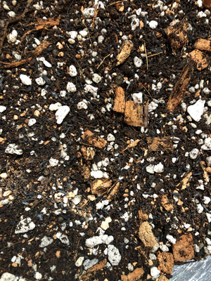 Aglaonema Premium Potting Mix
