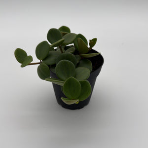 Peperomia ‘Hope’