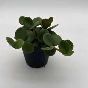 Peperomia ‘Hope’