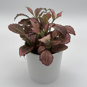 Fittonia Fairy Tail Nerve Plant