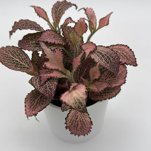 Fittonia Fairy Tail Nerve Plant
