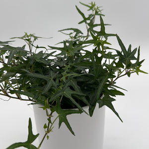 Starling English Ivy