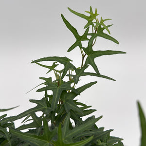 Starling English Ivy