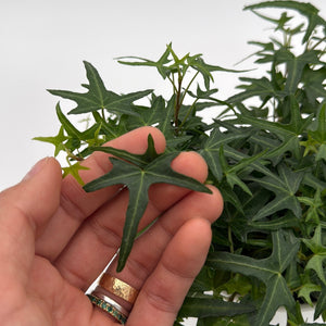 Starling English Ivy