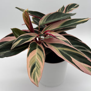 Stromanthe Triostar Calathea