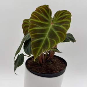 Philodendron Verrucosum