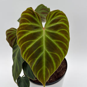 Philodendron Verrucosum