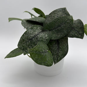 Scindapsus Pictus 'Mount Salak'