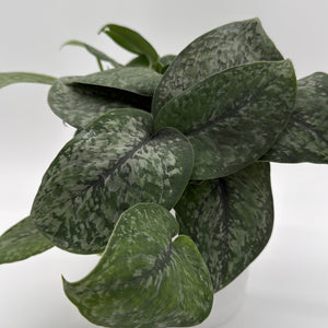 Scindapsus Pictus 'Mount Salak'