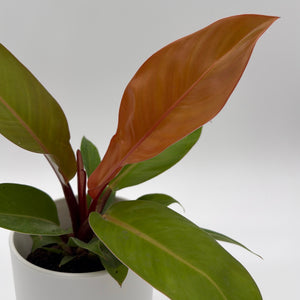 Philodendron  'Prince of Orange'