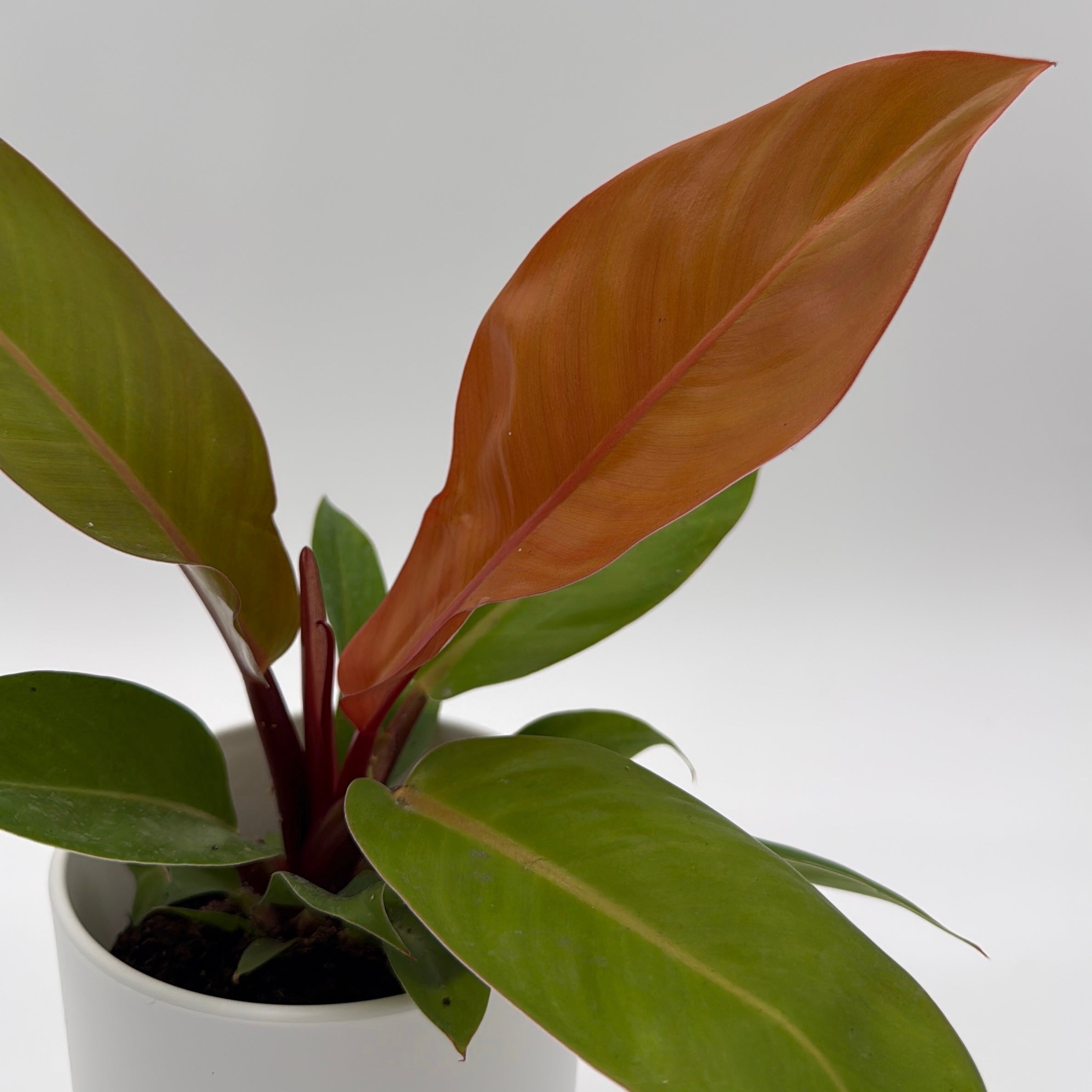 is philodendron prince of orange a climber Runo Plants | Easy Care & Beginner Plants