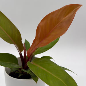 Philodendron  'Prince of Orange'