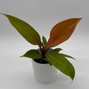 Philodendron  'Prince of Orange'