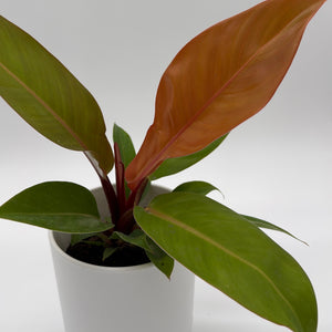 Philodendron  'Prince of Orange'
