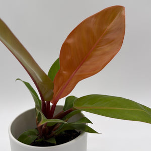 Philodendron  'Prince of Orange'
