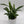 Peace Lily (Spathiphyllum)