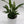 Peace Lily (Spathiphyllum)