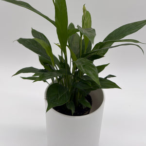 Peace Lily (Spathiphyllum)