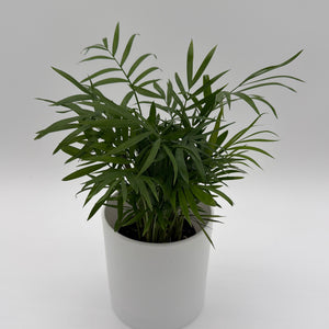 Parlor Palm