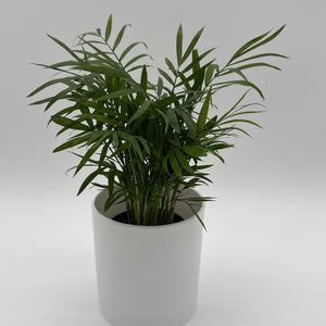 Parlor Palm