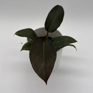 Philodendron Black Cardinal